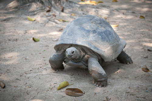 500_333gif 动态图 动图